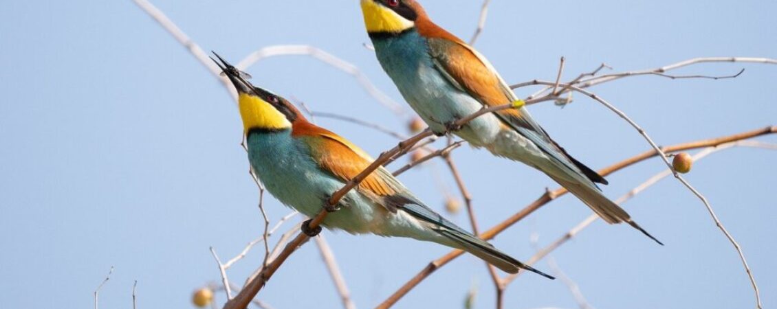 european bee eater birds animals 9030680