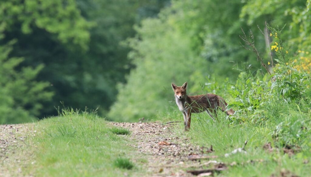 fox forest nature animal mammal 7107267