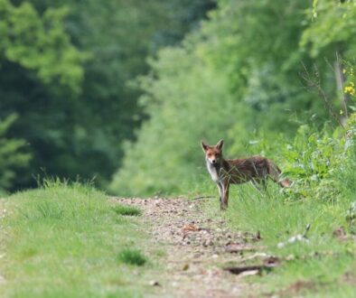 fox forest nature animal mammal 7107267