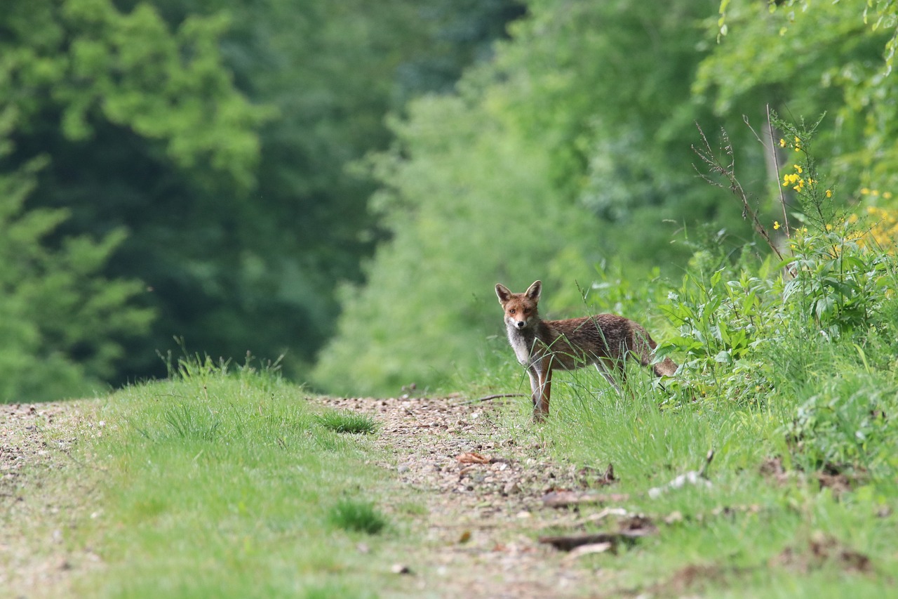 fox forest nature animal mammal 7107267