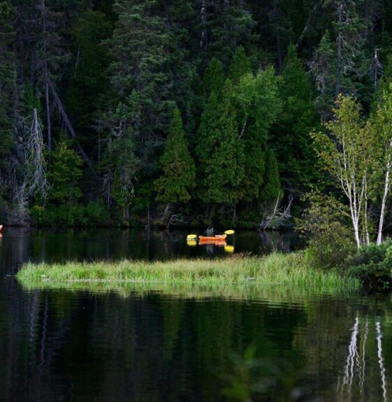 kayak lake trees nature conifers 7432917