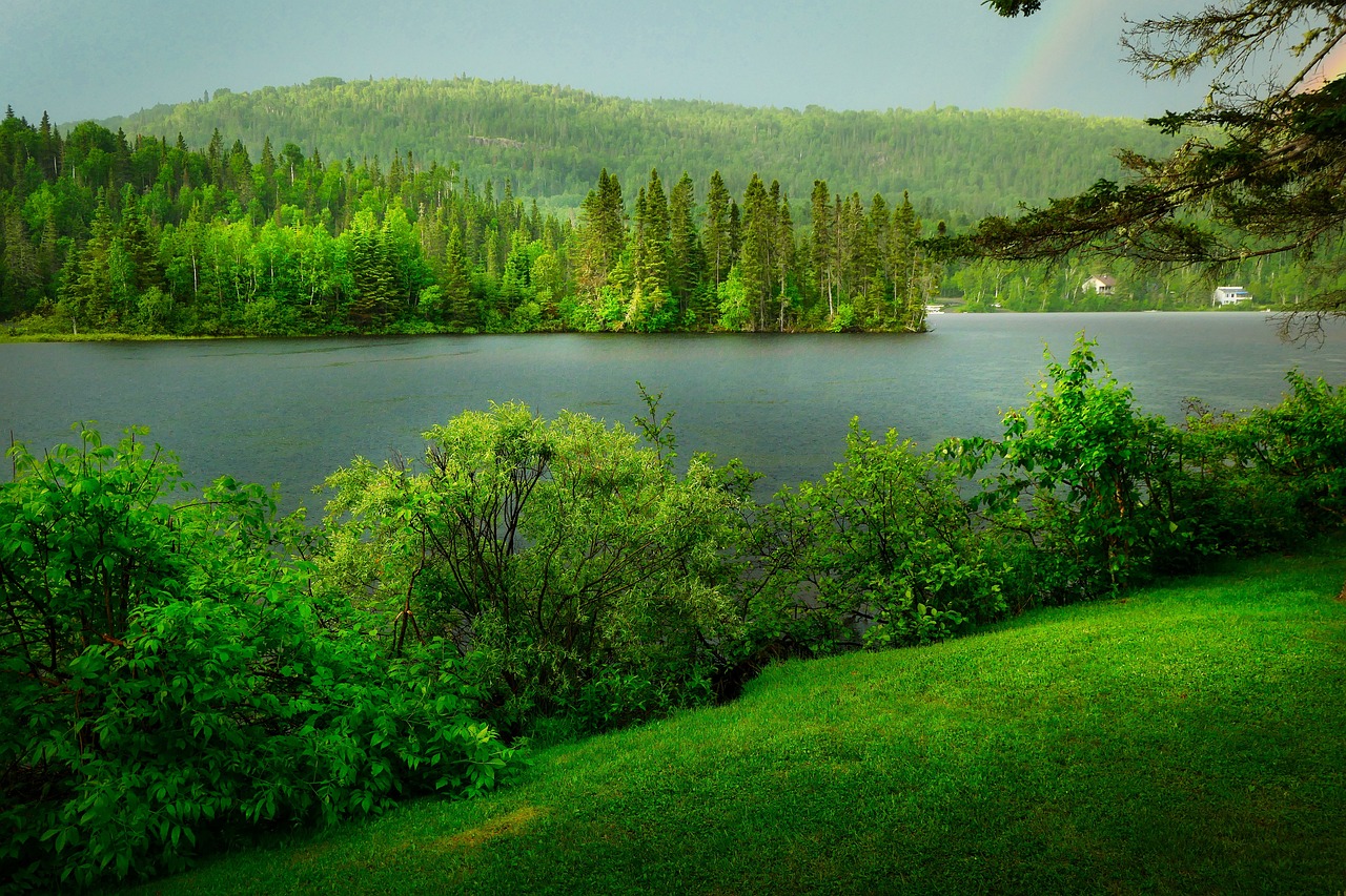 landscape nature trees forest 7290599
