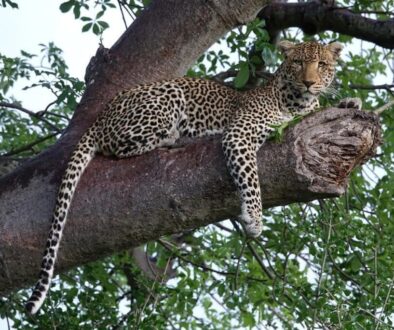 leopard wildlife nature earth 4797824