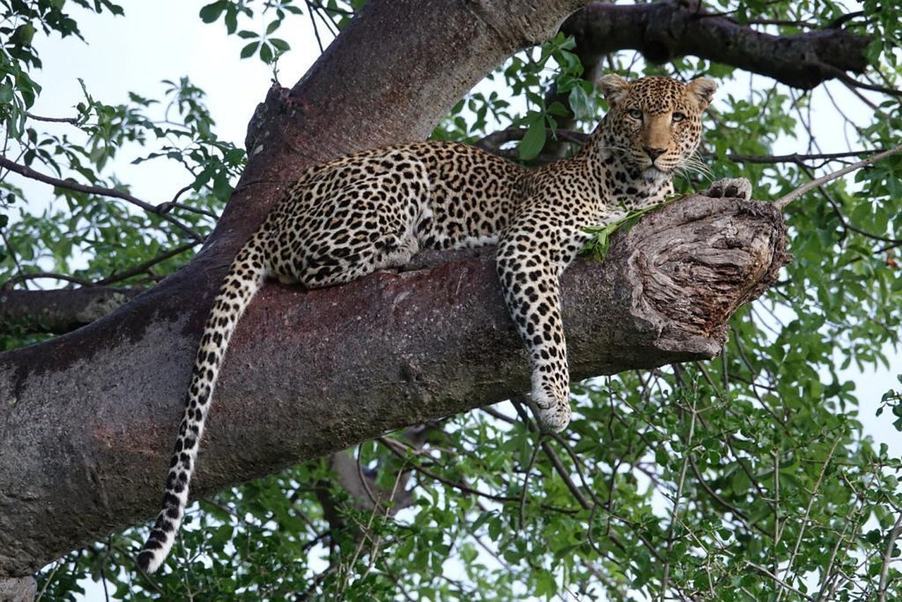 leopard wildlife nature earth 4797824