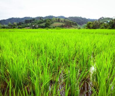 mountain meadow green nature 3727385