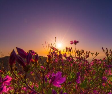 nature summer field heaven 3363166