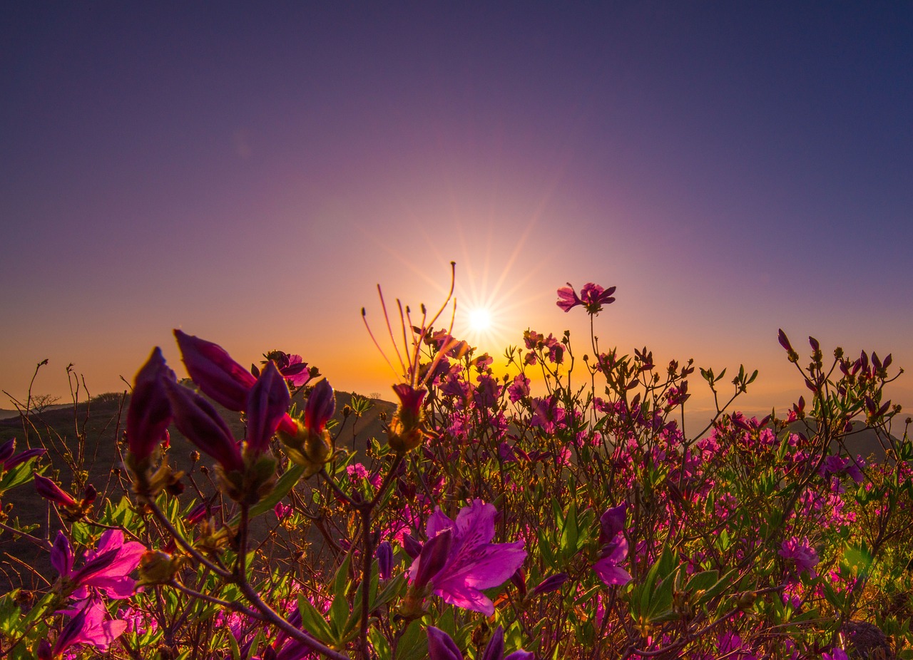 nature summer field heaven 3363166