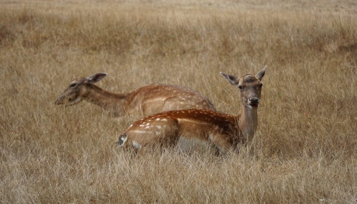 roe deer deer animals mammals 7858518