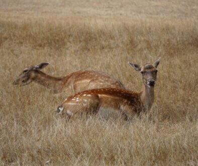 roe deer deer animals mammals 7858518