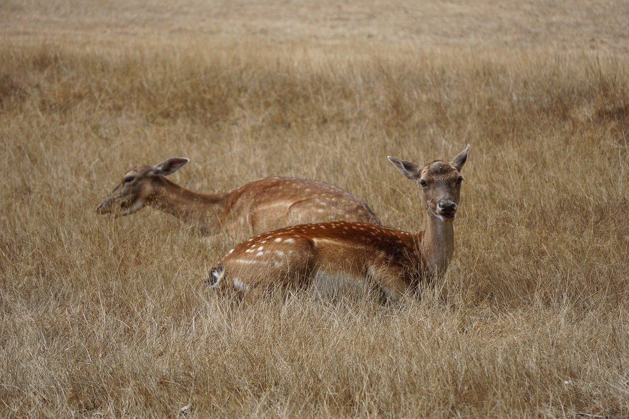 roe deer deer animals mammals 7858518
