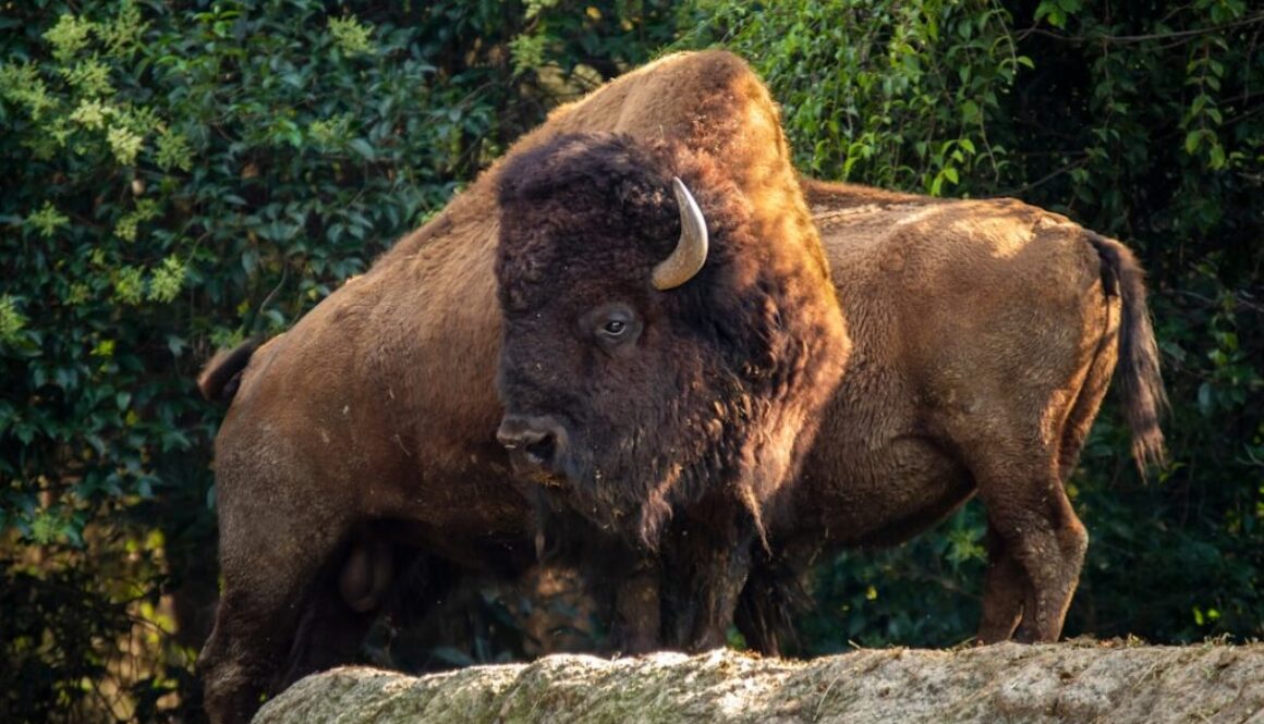 Dlaczego w Polsce nie ma już dzikich bizonów - historia i fakty