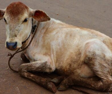 Jakie są objawy chorób zwierząt leśnych - przewodnik dla opiekunów przyrody