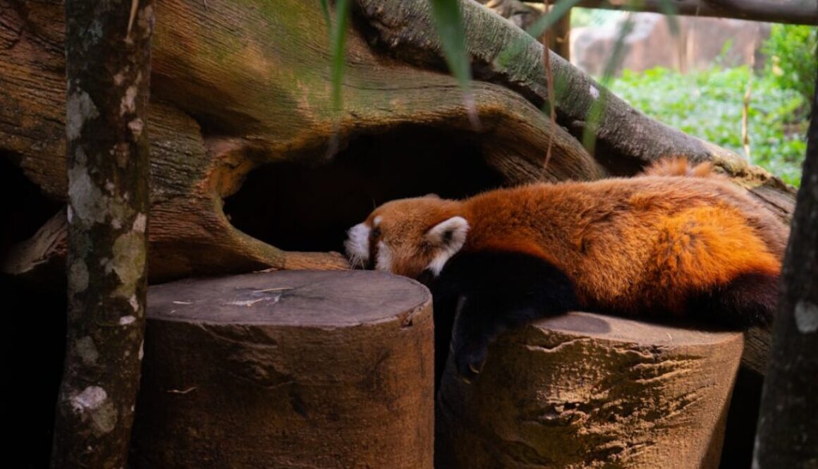 Tajemnice hibernacji - jak zwierzęta spędzają zimę