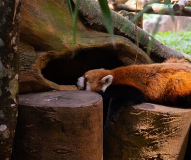 Tajemnice hibernacji - jak zwierzęta spędzają zimę