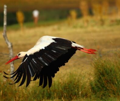 Jak zwierzęta migrują - niezwykłe wędrówki na przykładzie polskich gatunków