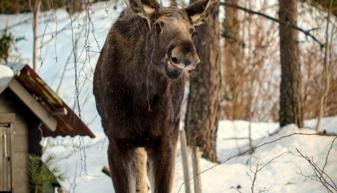 Jak zwierzęta przystosowują się do zimy - strategie przetrwania