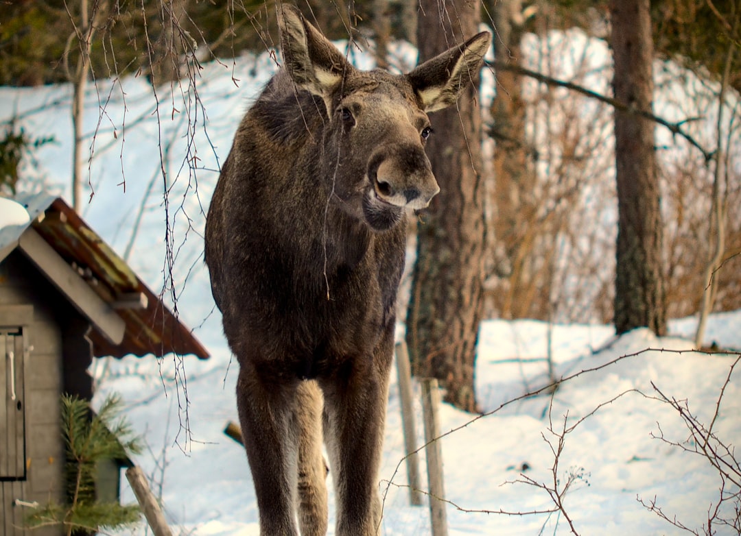 Jak zwierzęta przystosowują się do zimy - strategie przetrwania