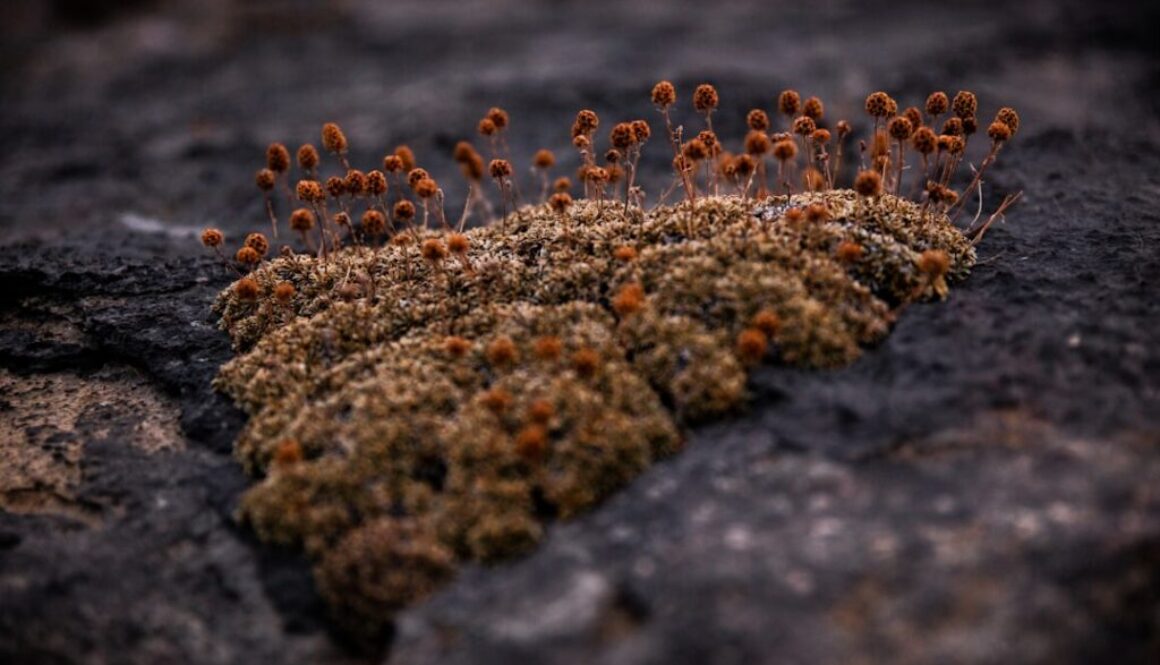 Tajemnice mrowiska - jak mrówki organizują swoje życie w kolonii