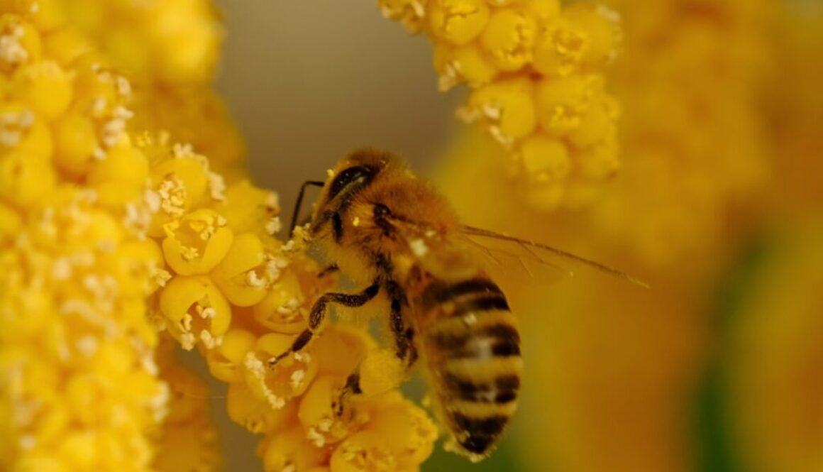 Tajemnice życia pszczół - rola w zapylaniu i ekosystemie