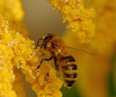 Tajemnice życia pszczół - rola w zapylaniu i ekosystemie