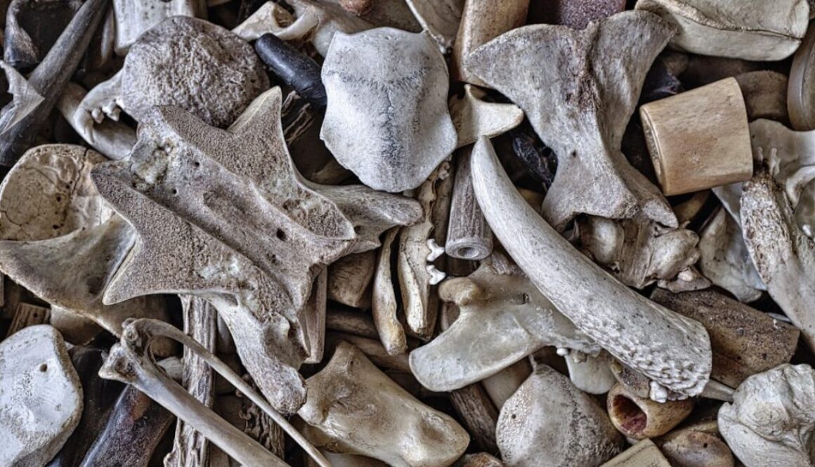 Co to jest bioróżnorodność - dlaczego jest tak ważna dla człowieka