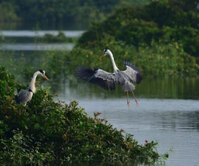 Dlaczego ptaki tracą lęgi - zagrożenia i ochrona siedlisk