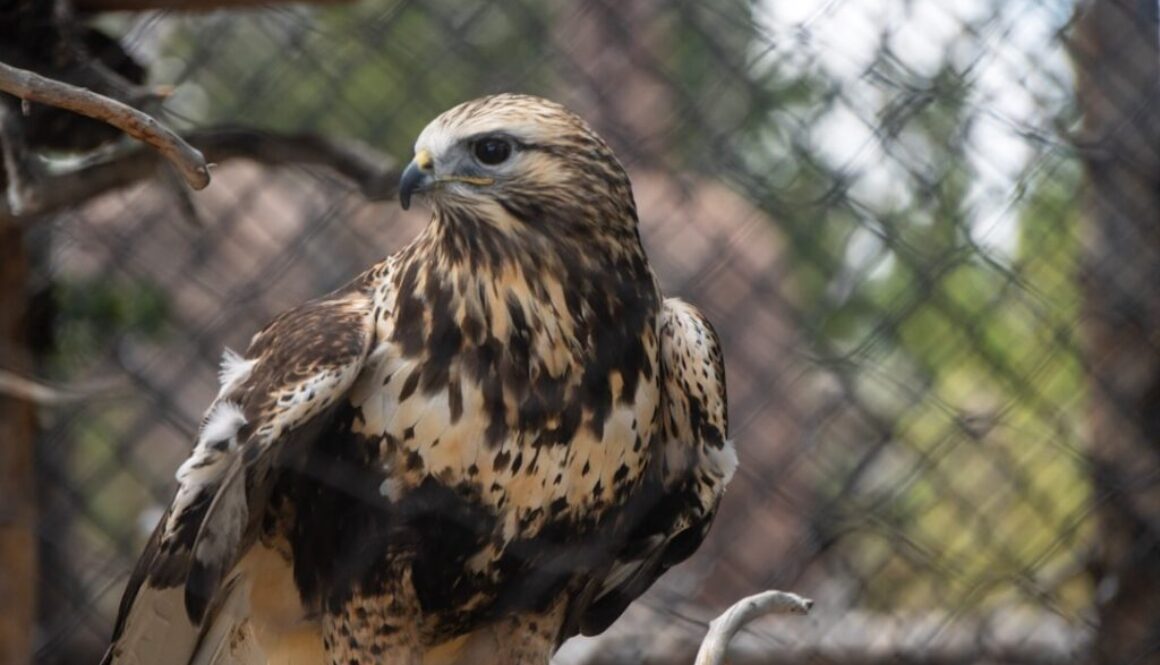 Jak rozpoznać ptaki drapieżne w Polsce - od orła do sokoła