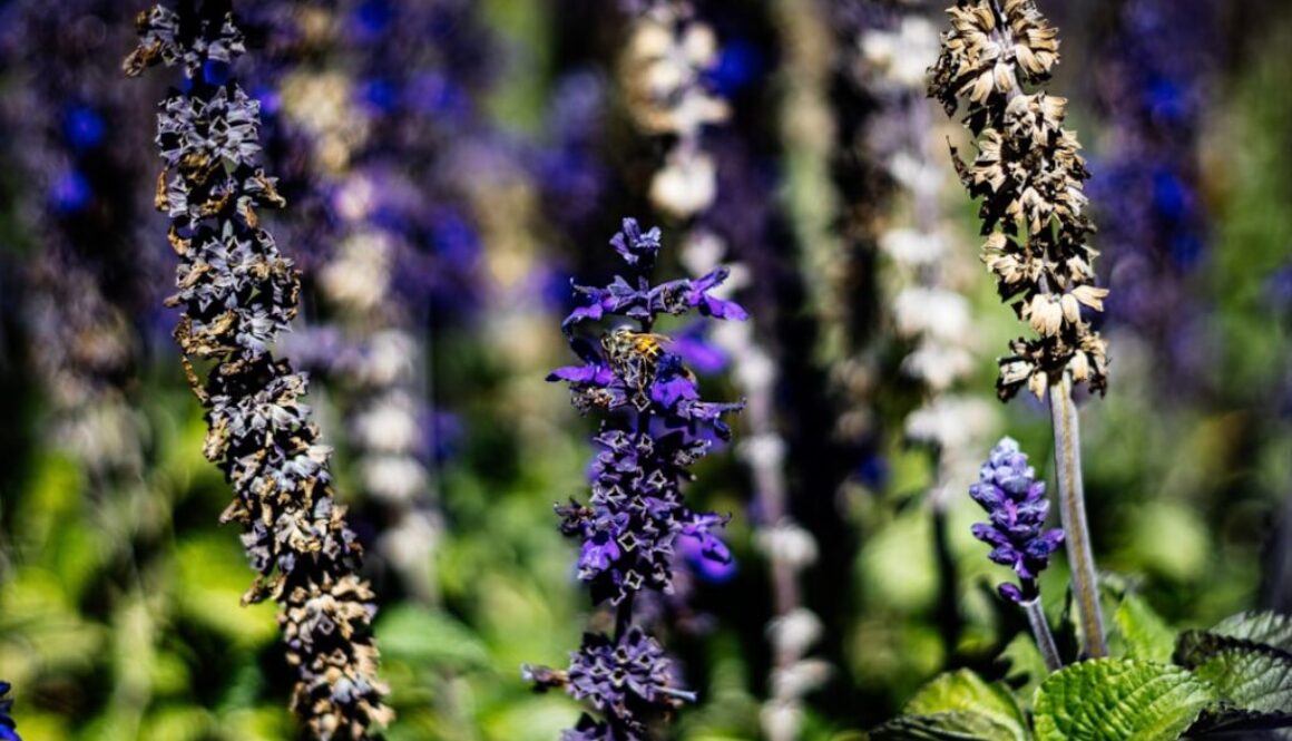 Wpływ zmian klimatu na ekosystemy - rola w przyrodzie