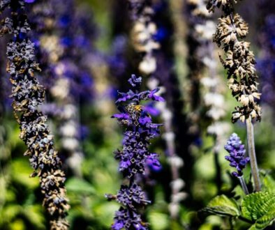 Wpływ zmian klimatu na ekosystemy - rola w przyrodzie