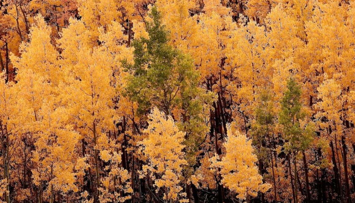 Jakie drzewa liściaste w Polsce - przewodnik po rodzimych gatunkach