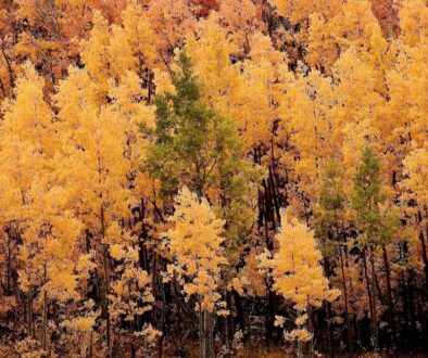 Jakie drzewa liściaste w Polsce - przewodnik po rodzimych gatunkach