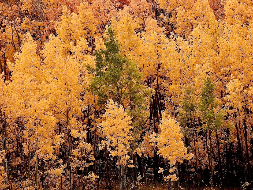 Jakie drzewa liściaste w Polsce - przewodnik po rodzimych gatunkach
