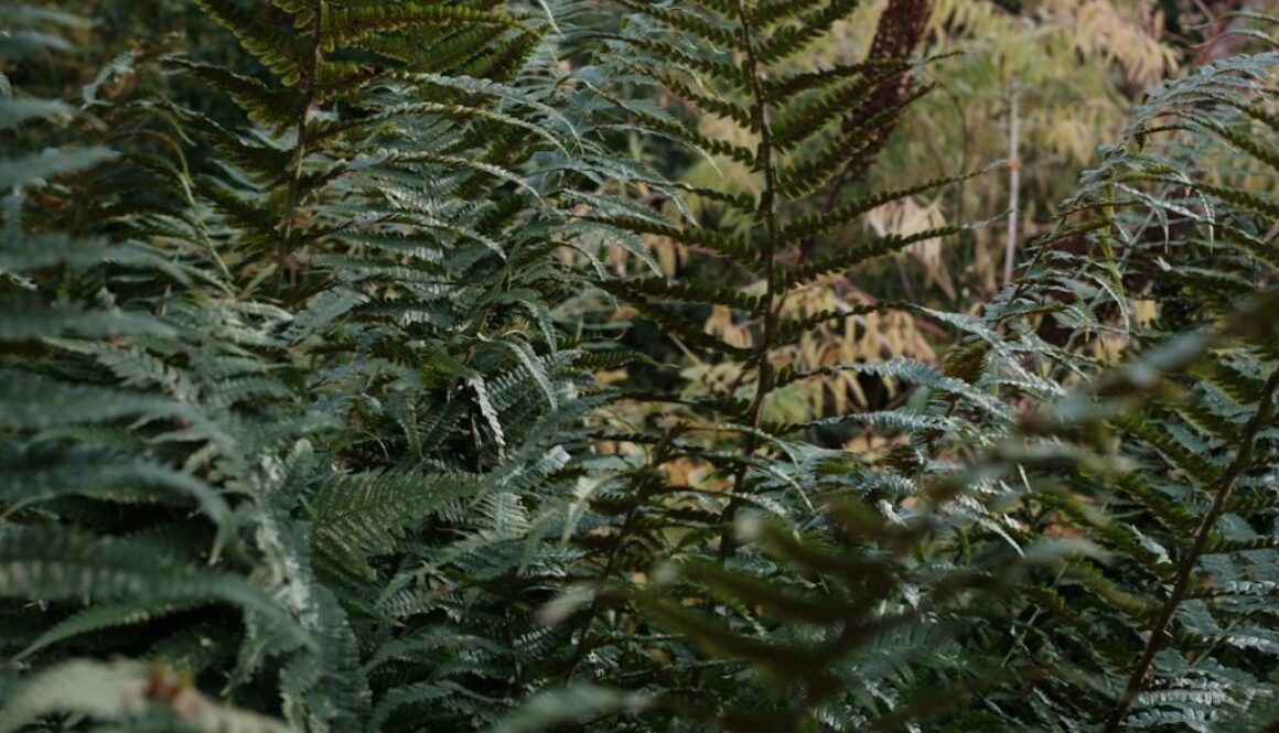 Czym jest ekologia - poznaj podstawowe zasady