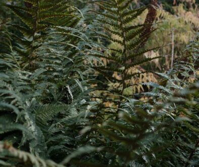 Czym jest ekologia - poznaj podstawowe zasady