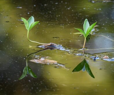 Co to jest równowaga ekosystemu - jak ją utrzymać