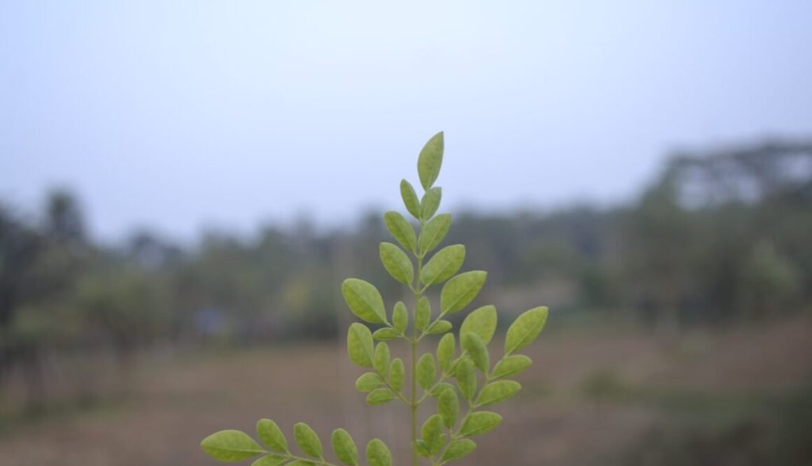 Jakie rośliny są zagrożone w Polsce - lista i ich ochrona