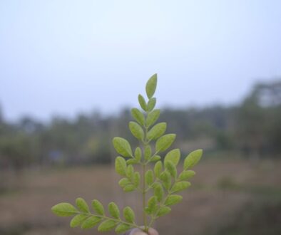 Jakie rośliny są zagrożone w Polsce - lista i ich ochrona
