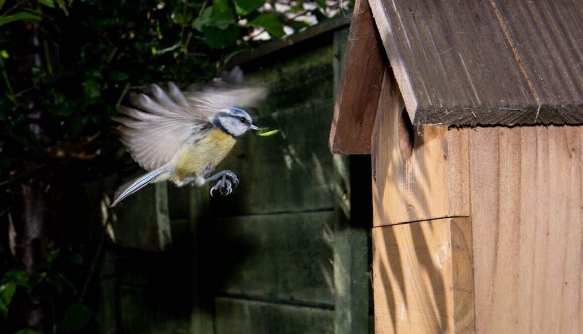 Dlaczego dokarmianie ptaków chlebem jest szkodliwe - alternatywne opcje