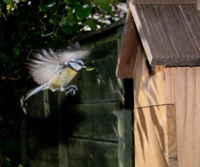 Dlaczego dokarmianie ptaków chlebem jest szkodliwe - alternatywne opcje