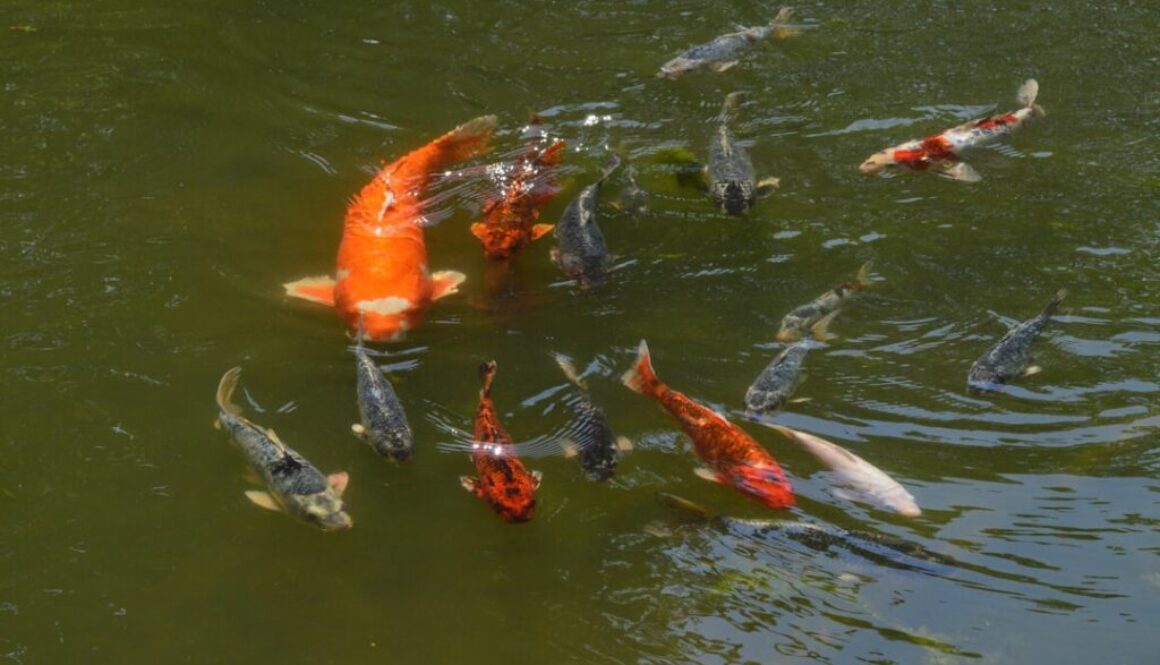 Tajemnice migracji ryb w rzekach Polski - wędrówki w toni wód