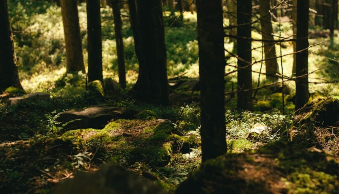 Jakie są zwierzęta leśne w Polsce - co żyje w naszym lesie