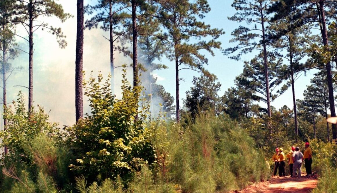 Jak zapobiegać pożarom lasów - porady dla każdego z nas