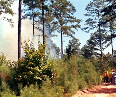 Jak zapobiegać pożarom lasów - porady dla każdego z nas