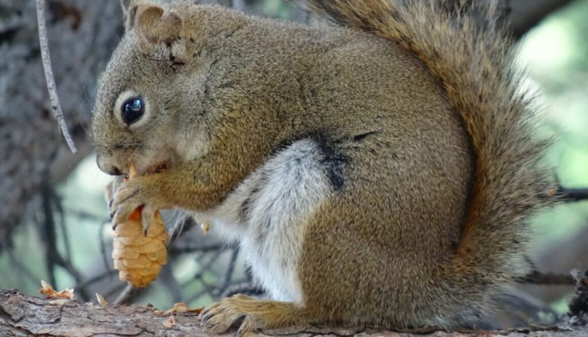 Leśne ssaki i ich przystosowanie do życia - poradnik przetrwania w puszczy