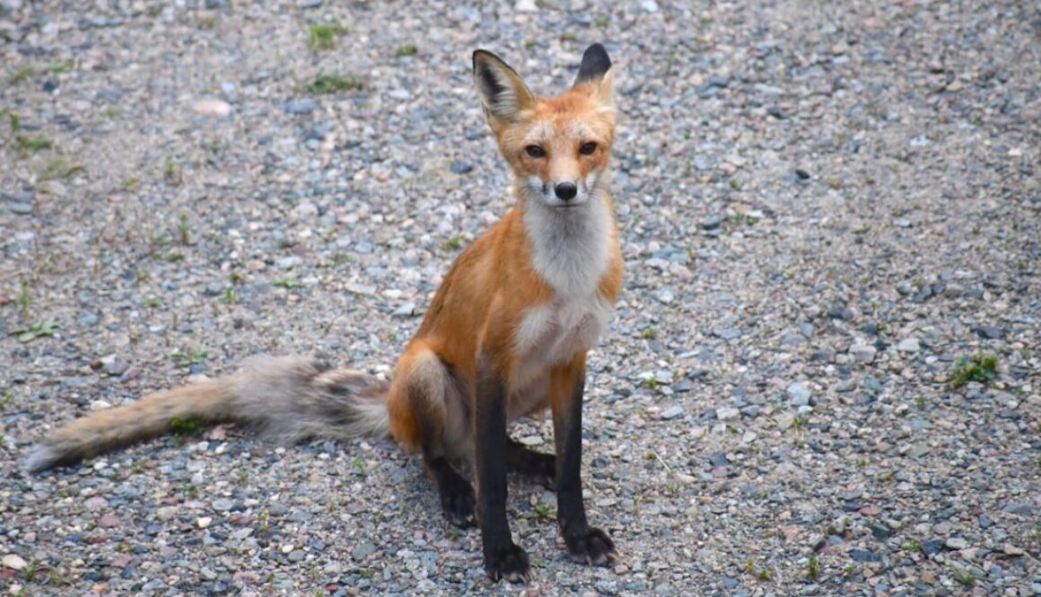 Co jedzą lisy w lesie - dieta drapieżników i ich rola w ekosystemie