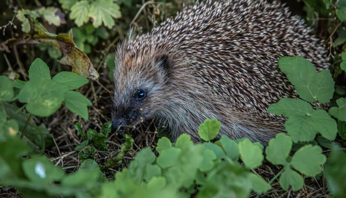 Jak chronić jeże w ogrodzie - praktyczne porady dla miłośników przyrody