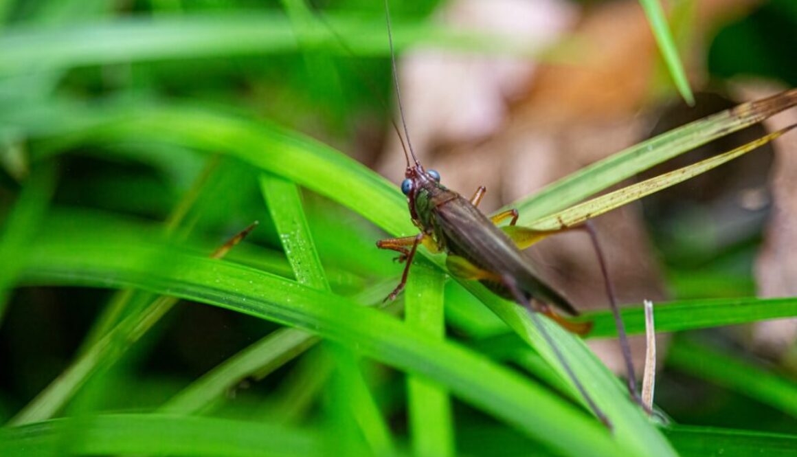 Tajemnice życia owadów - jak chronić ich rolę w ekosystemach