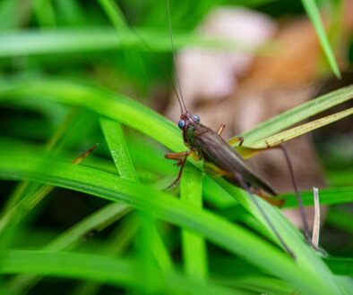 Tajemnice życia owadów - jak chronić ich rolę w ekosystemach