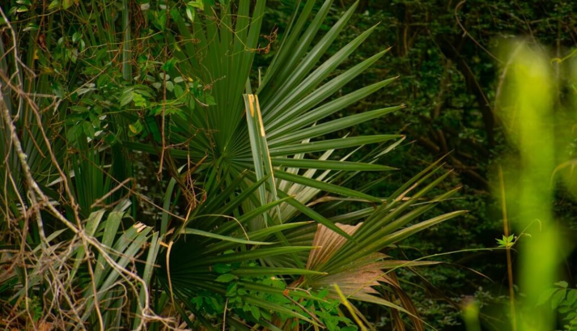 Jak walczyć z gatunkami inwazyjnymi - inwazja obcych roślin w Polsce