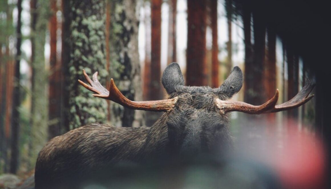 Gdzie występują łosie w Polsce - poznaj ich siedliska